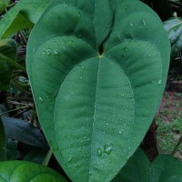Dioscorea alata L.